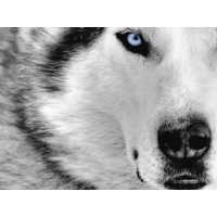 Gray Wolf Solutions, LLC logo - Similar company to Gray Wolf