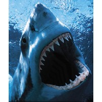 Online Marketing Shark