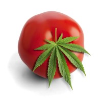 Canamatoes logo - Similar company to Oombo Inc