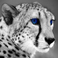 Wildcats Leadership Academy