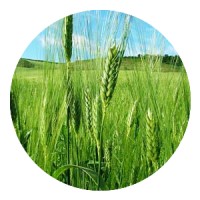 FeED logo - Similar company to Mediam