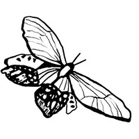 the Sage & the Butterfly logo - Similar company to Charell Star Media
