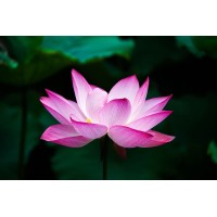 Chesapeake Counseling Center logo - Similar company to Communicate & Connect Counseling