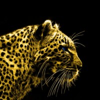 Wyld&Creative logo - Similar company to Launchpad