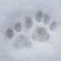 Frosty Paws Design Hb