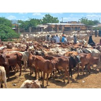 Ukambani Women in Livestock LTD logo - Similar company to B Global Group
