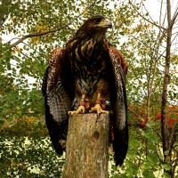 Imperial Falconry Services Inc. logo - Similar company to Falconry Services