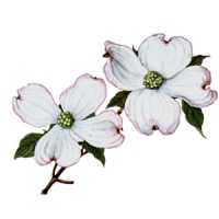 North Carolina RSOL logo - Similar company to National Association For Rational Sexual Offense Laws