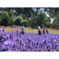Scottish Lavender Oils logo - Similar company to Rufflets St Andrews