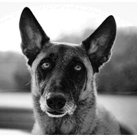 Working Dog Drinks Company LLC logo - Similar company to Drink Ramona
