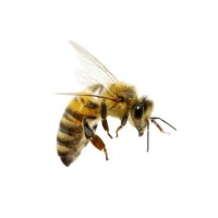 Apicultura logo - Similar company to Miel Moncabrer