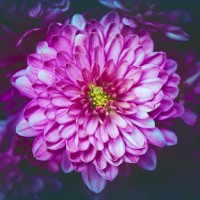 Prairie Rose Productions