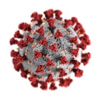 COVID19 logo - Similar company to Dolphin