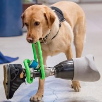 ECAD, Educated Canines Assisting with Disabilities logo - Similar company to Prevention Corps