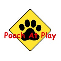 Pooch At Play