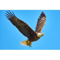 Eagle's Flight logo - Similar company to Eagle'S Flight México