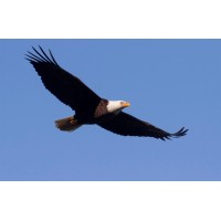 Energy Eaglez logo - Similar company to Accent Engineering