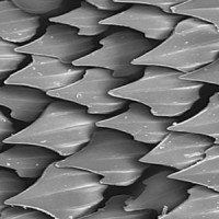 MAKO logo - Similar company to Dirac Nanotechnology