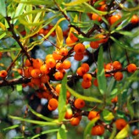 The Miracle Barry - SBT(Hippophae Rhamnoides) logo - Similar company to Seabuckthorn Beverages Llp