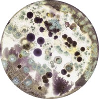 BIOME Consortia logo - Similar company to Td Eure Marine Construction