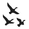 Black Duck Partners logo - Similar company to Ece Consulting