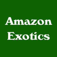 Amazon Exotics