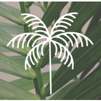 Palm Vascular Centers logo - Similar company to Vive Vascular