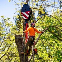 Thorpe's Tree Service LLC logo - Similar company to Steppemedia Llc
