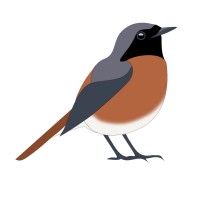 Redstart Socials