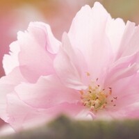 Hanami Ventures logo - Similar company to Molecules.Vc
