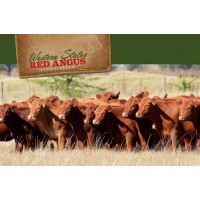 Western States Red Angus Association logo - Similar company to J.Y. Ferry And Son, Inc.