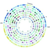 Testramp Genomics