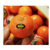 GERMAN SANCHO Y CIA logo - Similar company to Agronostrum S.L