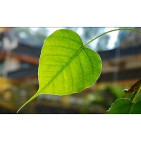 Honolulu Diamond Sangha