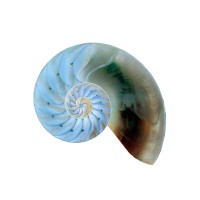 Seashell Software