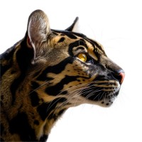 Well Spotted logo - Similar company to Capel Group