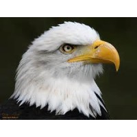 Eagle Bay Cabinet Doors & Drawers logo - Similar company to Ccc Cabinets