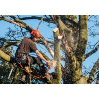 Tree Removal Johnstown PA | The Chattham Group logo - Similar company to The Tree Removal Service