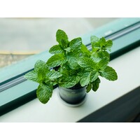 Mint Leaf logo - Similar company to Mint Dentistry Llc