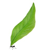 MicroGiants