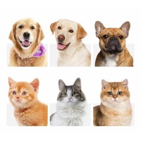 pet toys plush toys supplier logo - Similar company to Plush Toys Supplier