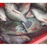 Smallholder Aquaculture Support - Kenya logo - Similar company to Zai Veterinary Centre Co Ltd