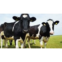 Cowsultants logo - Similar company to Gdx
