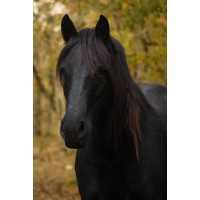 Epona coaching logo - Similar company to Public Labos