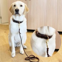 Pet & Dog Supplies logo - Similar company to Petside.In