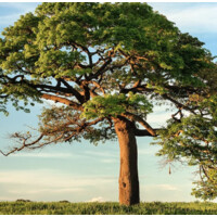 Save A Tree logo - Similar company to Savatree