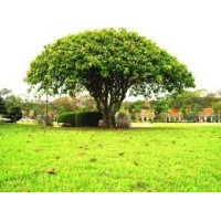 Singha Int Trade Pte Ltd, Singapore