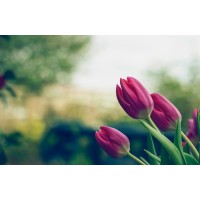 Sunday Bloom logo - Similar company to Market Fresh