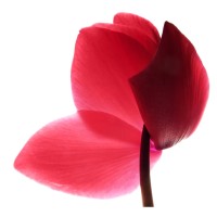 NECTAE - The beauty brand shapers logo - Similar company to Puressence - Beauty Brand Store