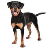 Rottweiler Fans logo - Similar company to Rottweiler Safety Llc